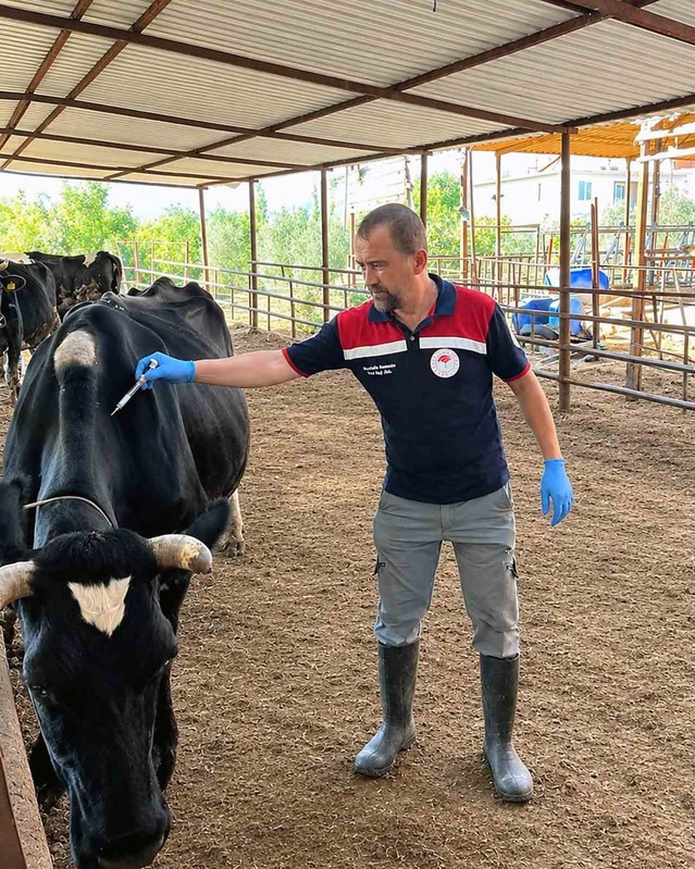 Ortaca Güzelyurt'ta Şap ve Brucella aşılama çalışmaları devam ediyor