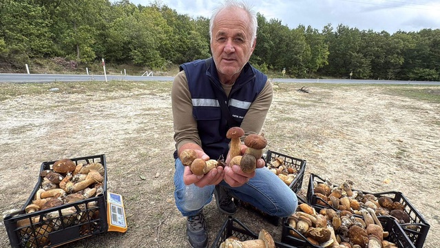 Ormana giren ceplerini dolduruyor! Kilosu 500 TL'den alıcı buluyor