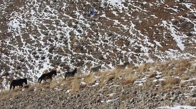 Erzincan-Tunceli sınırında Munzur Dağları'nda yılkı atları karlı arazide görüntülendi