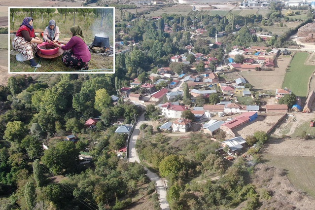 Osmanlı mutfağının vazgeçilmez meyvesi üryani eriğinin hasadı başladı