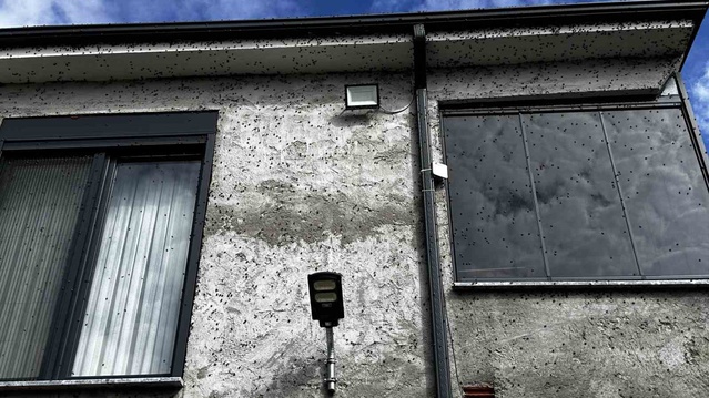 Sakarya Ferizli'de kahverengi kokarca istilası fındıkta verim kaybına yol açtı