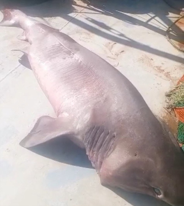 Edirne Enez'de balıkçı ağına 350 kilogramlık boz camgöz takıldı, denize salındı