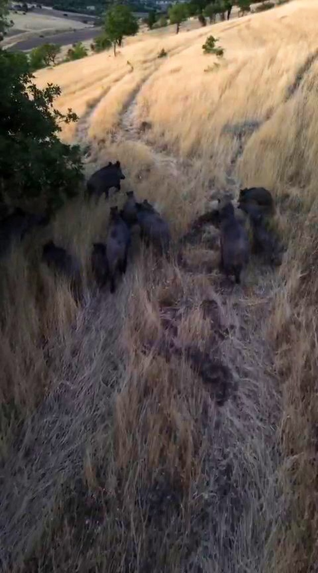 Tunceli Çemişgezek'te dronla görüntülenen domuz sürüsü çiftçileri endişelendirdi