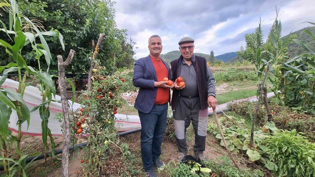 Manisa Sarıgöl'de İbrahim İçen, ata tohumu domatesini gelecek nesillere taşıyor