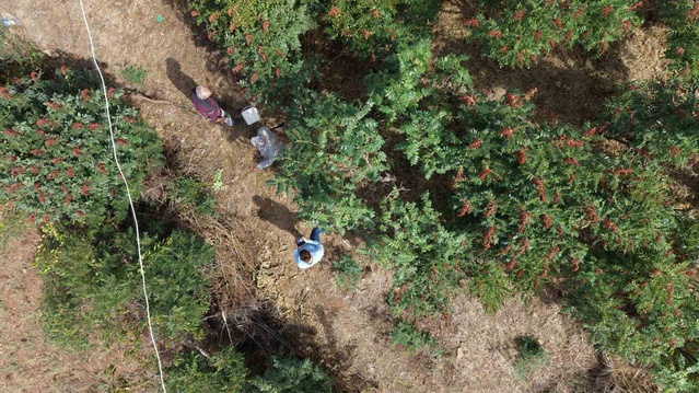 Adana Saimbeyli'de aşılı yabani sumakta hasat başladı, kilosu 800-900 TL