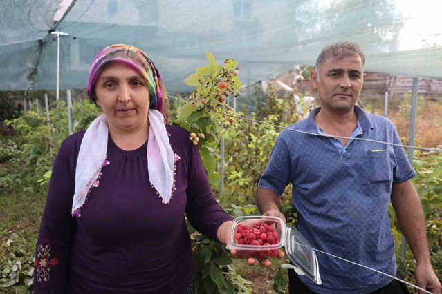 Saimbeyli'de ahududu yetiştiren kadın üretici, kilosunu 500 liradan satıyor