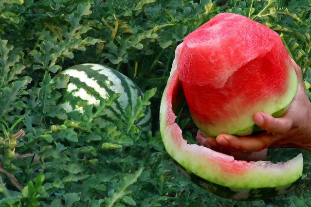Araban Ovası'nda ikinci ürün güz karpuzu hasadı 5 bin dönümde devam ediyor