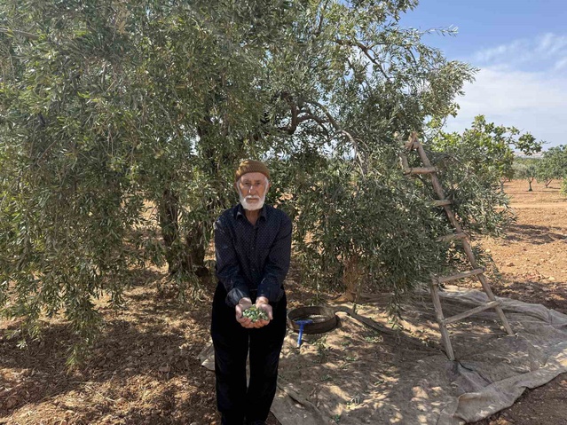 Gaziantep Oğuzeli'nde başlayan yeşil zeytin hasadında ürün 100 liradan satılıyor
