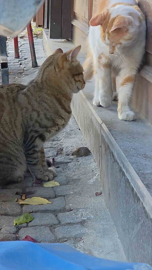 Edirne Saraçlar Caddesi'nde tekir kedi, fareyi başka kediden korumak için nöbet tuttu