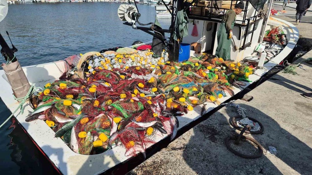 Tekirdağ Süleymanpaşa'da 1,5 ton kefal avı balıkçıların yüzünü güldürdü