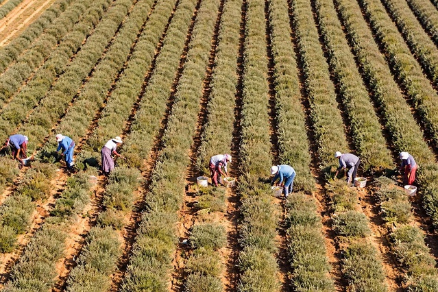 Hem meyvesi hem çiçeği para ediyor: Eken bir senede evini arabasını alıyor