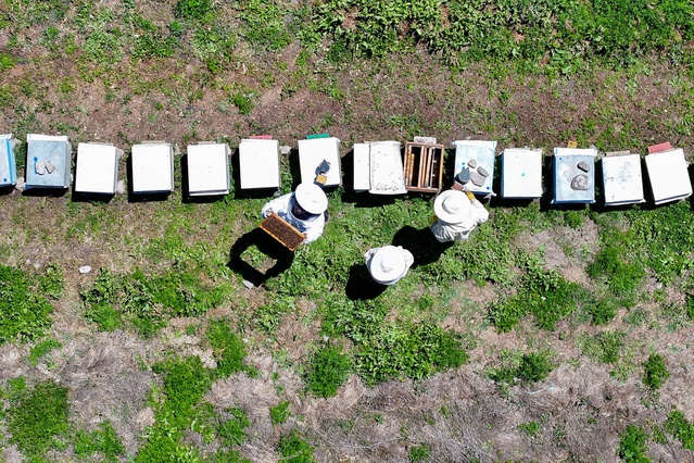 Çatak'ta 350 kovanlı arıcı Işık, Hırvatistan'dan 200 kiloya yakın bal siparişi aldı