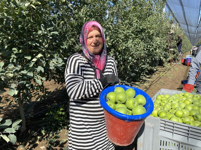 Isparta'da elma hasadı yaklaşık 2 hafta önce başladı, 1 milyon 250 bin ton bekleniyor