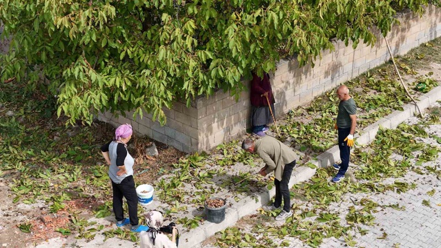 Erzincan'da ceviz hasadı başladı, yüksek rakımlı dağ köylerinde sırıkla toplanıyor