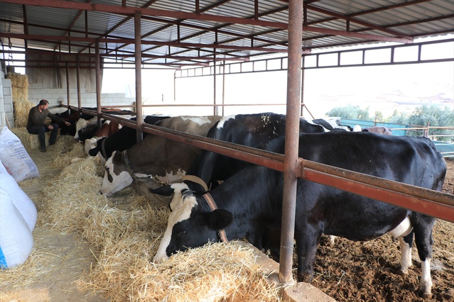 Kilisli üretici Çağlı, Bakanlık projesiyle 15 gebe düve aldı, sürüsünü 40'a çıkardı