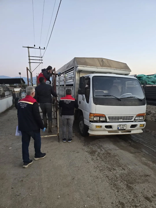 Aydın Nazilli'de küpesi ve belgesi eksik hayvanlar pazara alınmadı