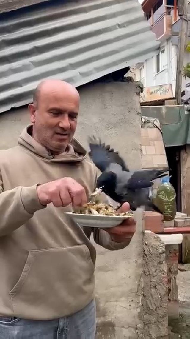 Kocaeli Körfez'de uzun yol şoförü, 4 yıldır beslediği kargasına elinden hamsi yedirdi