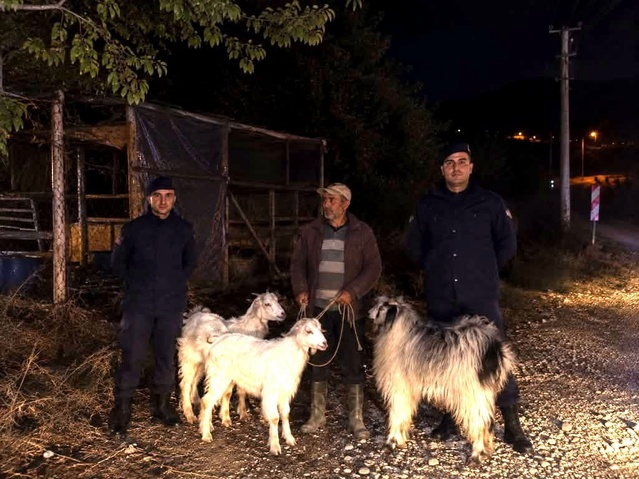 Bilecik Söğüt'te jandarmanın bulduğu 5 küçükbaş hayvan sahibine teslim edildi