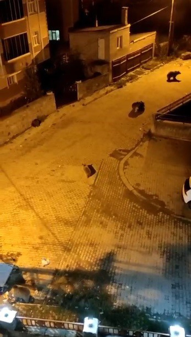 Kars Sarıkamış'ta 7 ayı çöp konteynerlerini devirip sokakta oyun oynadı