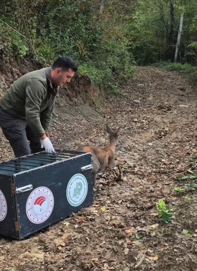 Bartın'da ihbar üzerine kurtarılan yaralı karaca, tedavi sonrası doğaya bırakıldı