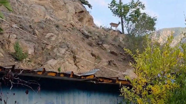 Erzurum İspir'de dağ keçileri Melek Erdoğan'ın çatısını mesken tuttu