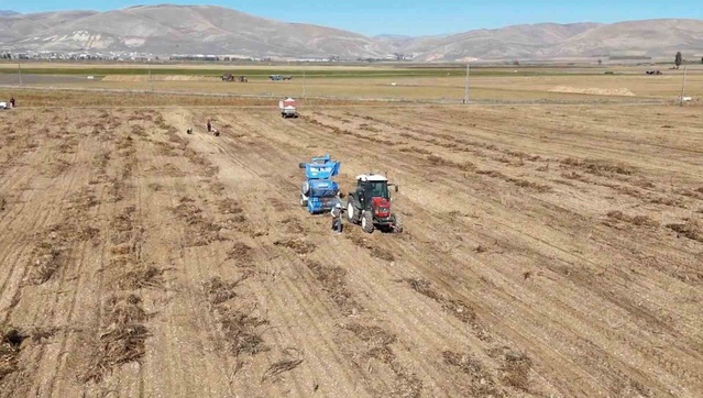 Bayburt'ta fasulye hasadında İl Tarım personeli patoz işlemini yerinde denetledi