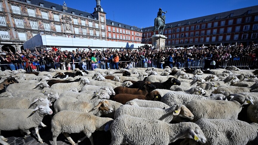 Madrid'in ünlü şenliğinde 1000'den fazla koyun kent merkezinde yürüdü