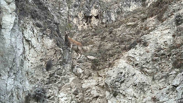 Tunceli Ovacık'ta kırmızı listedeki dağ keçisi aracı görünce irkilip dağa çıktı