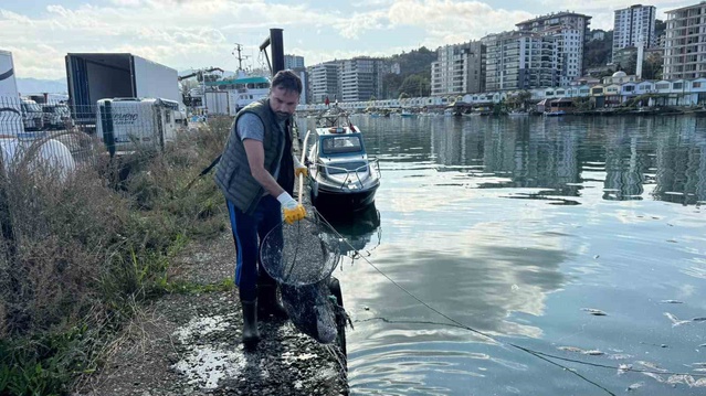 Rize Pazar'da palamut kirliliği belediye ve kooperatifle temizlendi