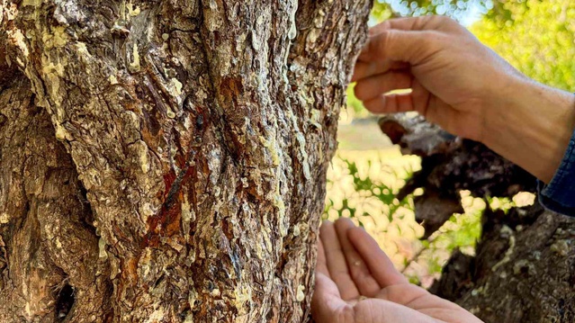 Türkiye'de sadece iki yerde yetişiyor! Kilosu tamı tamına 50 bin lira
