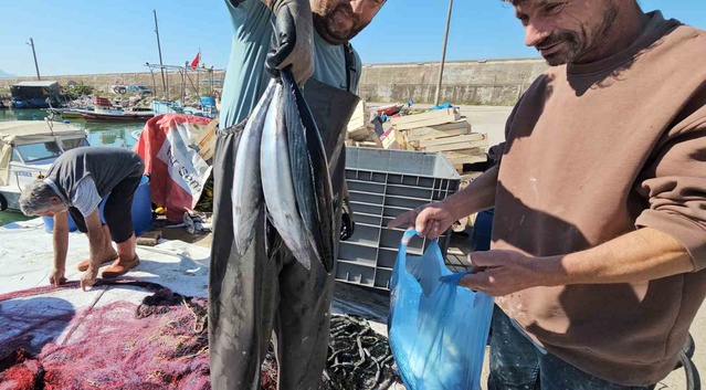 Cide'de palamut bereketi fiyatları düşürdü, kiloluk balık 40-60 TL'ye satılıyor