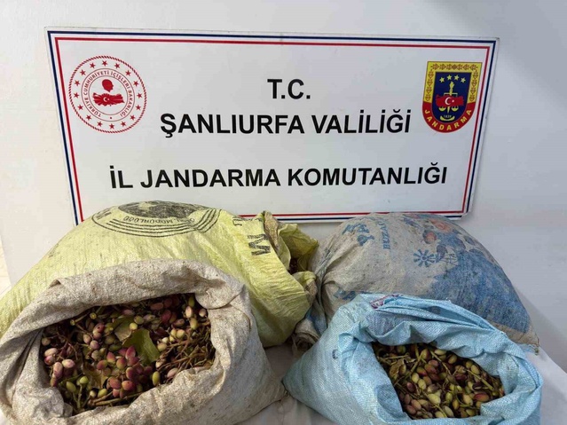 Şanlıurfa'da TİGEM'den 75 kilo fıstık çaldıkları iddiasıyla 4 şüpheli yakalandı