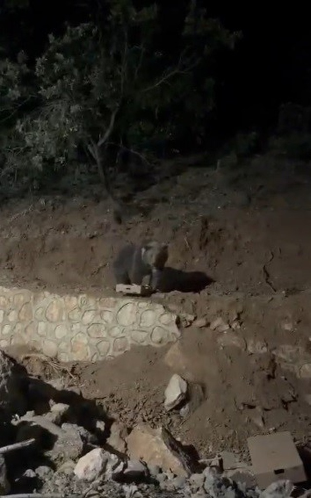 Tunceli Ovacık'ta 4 yıldır yerleşim yerlerine inen ayı mahallenin siması oldu