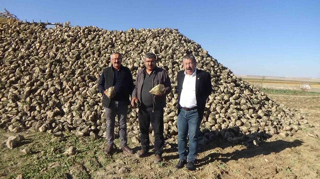 Karapınar'da şeker pancarı hasadı sürüyor, siyah havuç ürün portföyüne girdi
