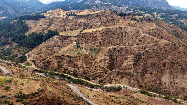 Torpille tutuşan 92 hektar orman Kahramanmaraş'ta 27 bin fidanla yeniden yeşertildi