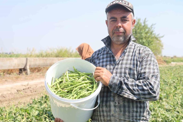 Antakya'da lübye hasadı başladı, tarlada 40-50 TL marketlerde 130-140 TL'ye satılıyor