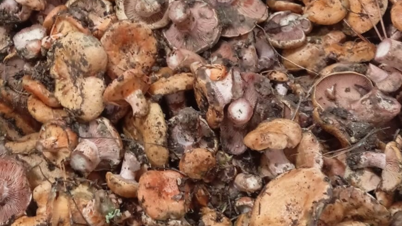 Beypazarı’nda kanlıca mantarı hasadı başladı