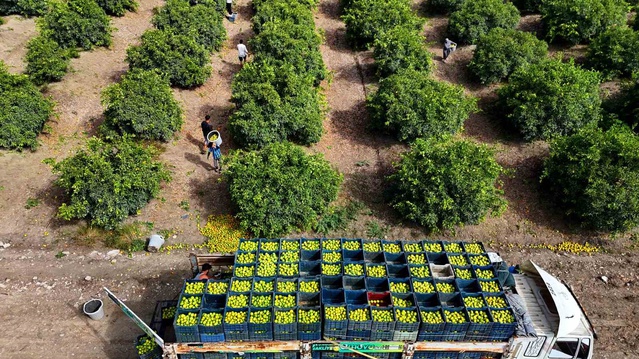 Adana'da 401 bin dönümde mandalina hasadı başladı, kilosu 8-10 liradan alıcı buluyor