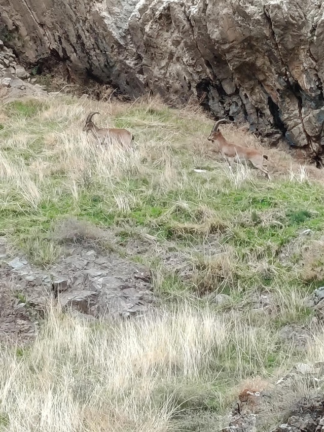 Nesli tükenme tehdidi altındaki dağ keçileri Elazığ'da yiyecek ararken görüntülendi