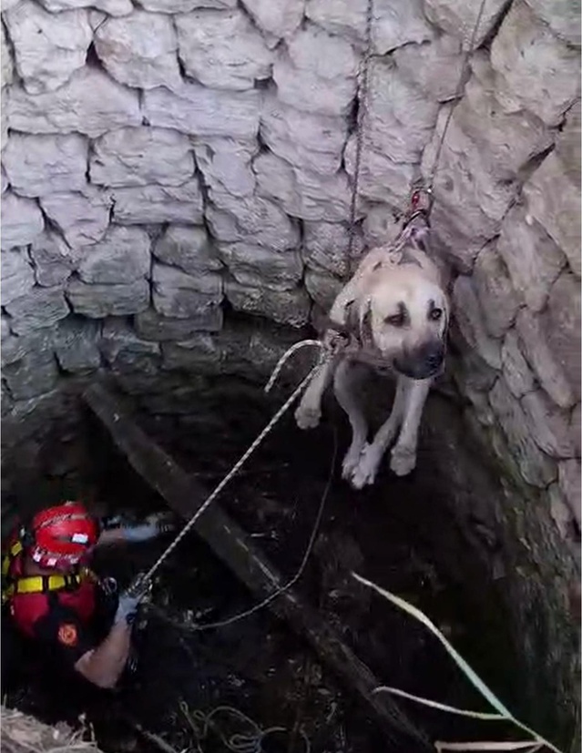Nevşehir Ürgüp'te yaklaşık 4 metrelik su kuyusuna düşen 2 köpeği itfaiye kurtardı