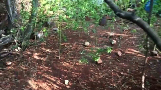 Hatay Altınözü'nde kenevir eken şüpheli 56 kök skunk operasyonunda tutuklandı