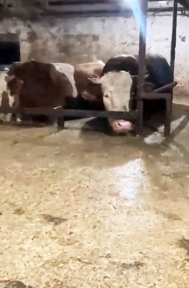 Sakarya Karasu'da sel altındaki ahırda mahsur kalan büyükbaşlar kameraya yansıdı