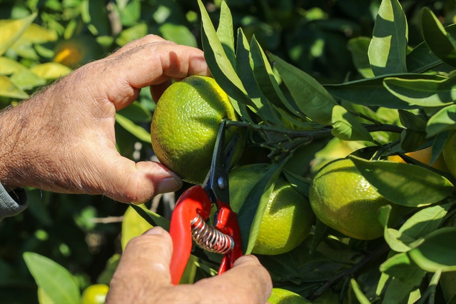 İzmir Menderes'te satsuma mandalinası hasadı başladı, ihracat izni verildi
