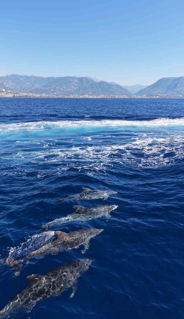 Alanya'da kale açıklarında turistlerin ilgisini çeken yunuslar dronla görüntülendi
