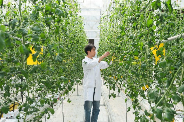 Anhui Changfeng'de tohumculuk şirketlerine destek için entegre platform kuruldu