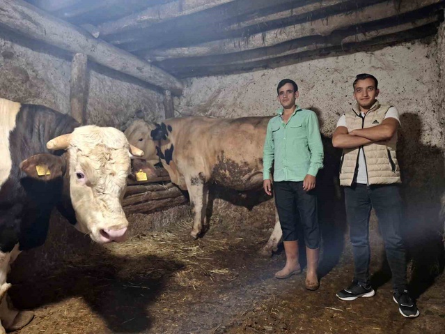 Eskişehir'de 2 dana 1750 ve 1450 kiloya ulaştı, Guinness'e başvuru planlanıyor